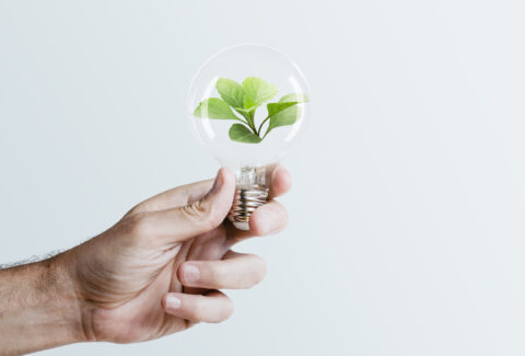 Sustainable energy campaign hand holding tree light bulb media r